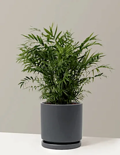 Parlor Palm