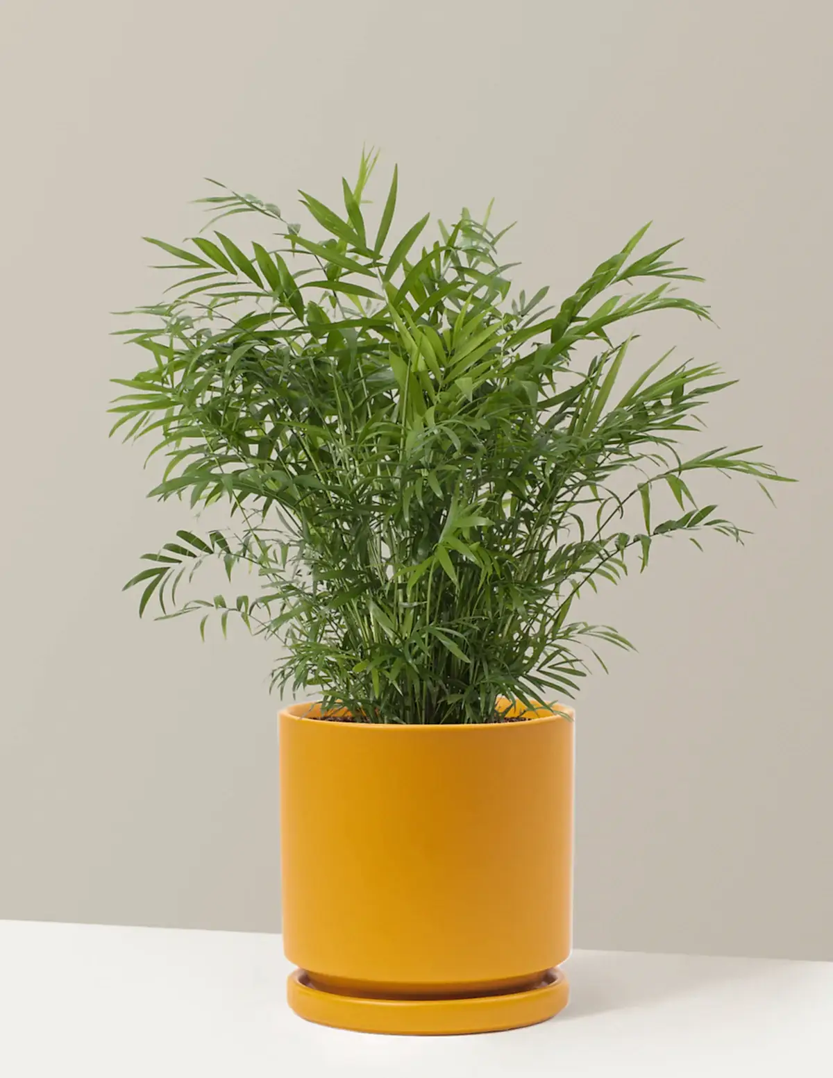 Parlor Palm