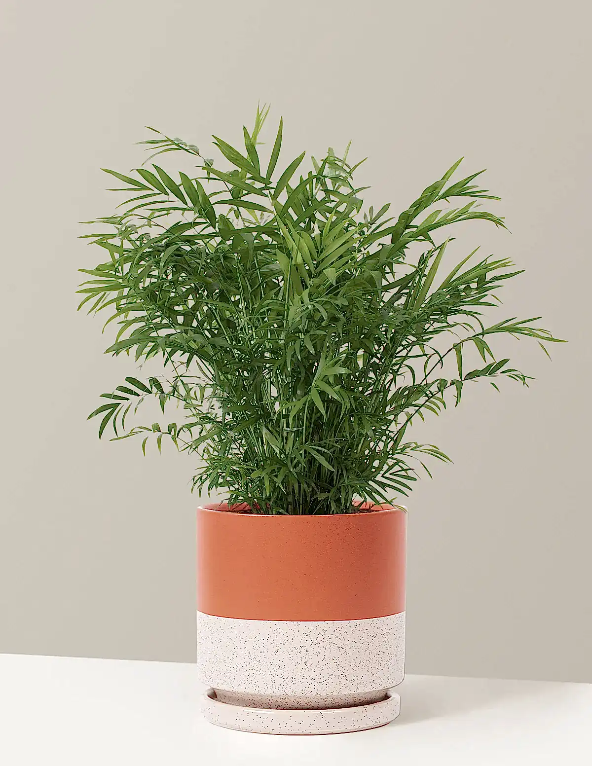 Parlor Palm