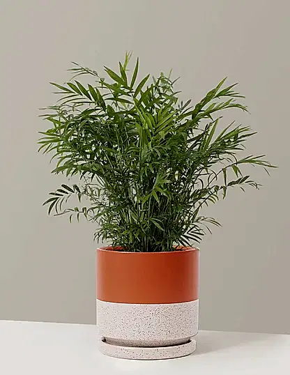 Parlor Palm