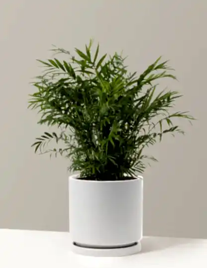 Parlor Palm