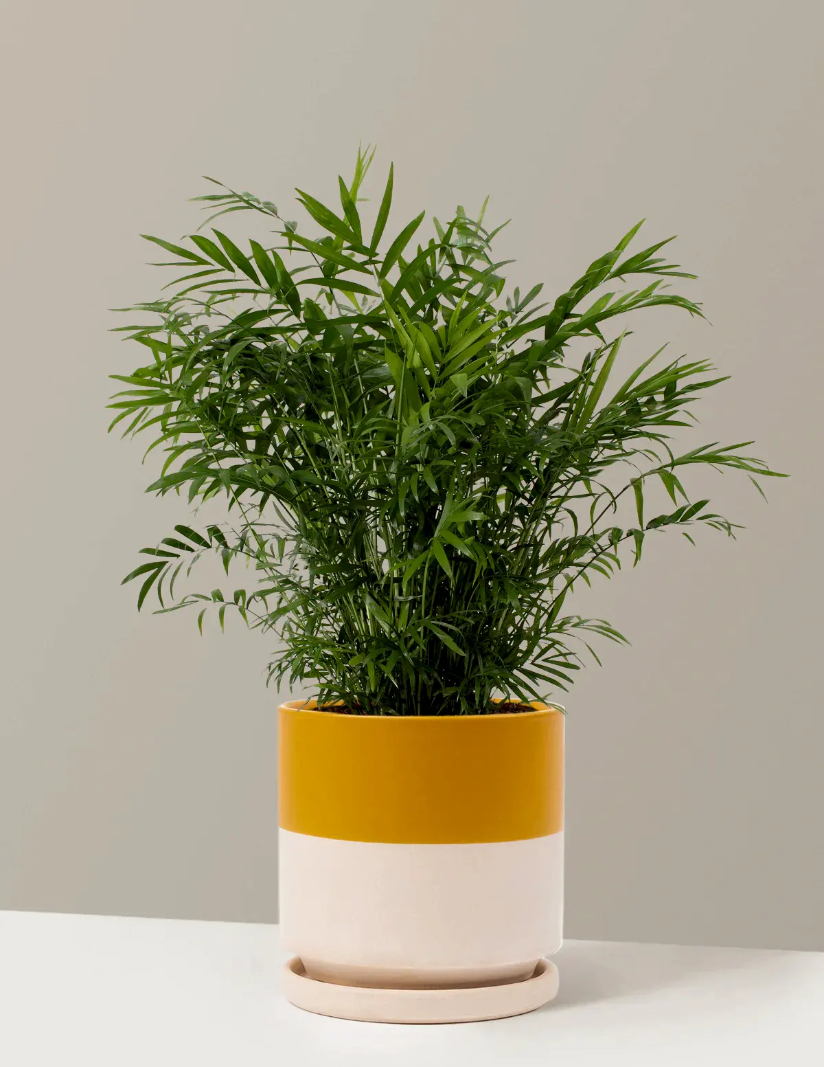 Parlor Palm