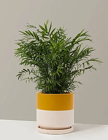 Parlor Palm