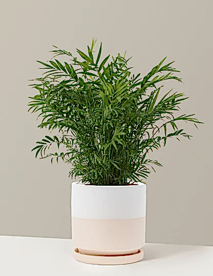 Parlor Palm