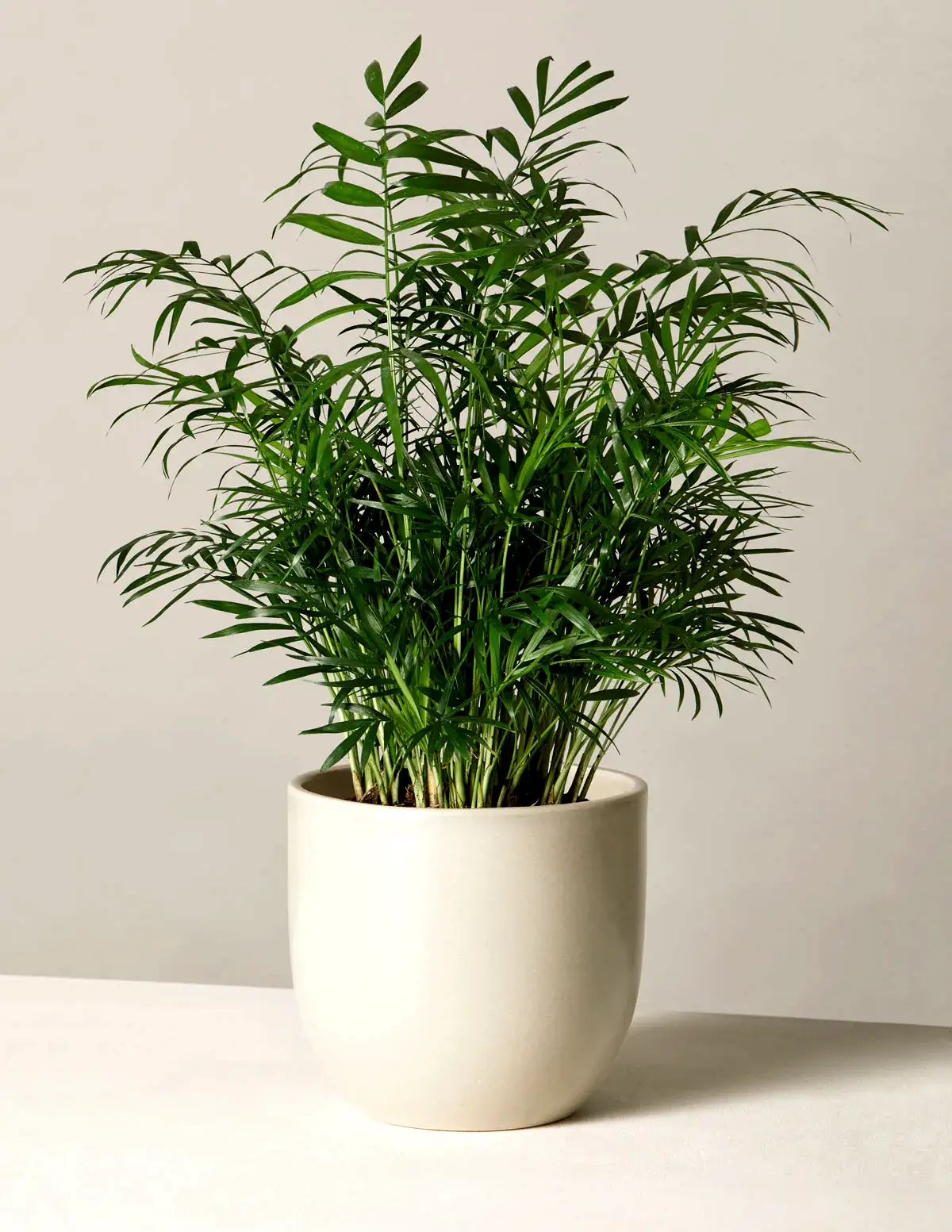 Parlor Palm