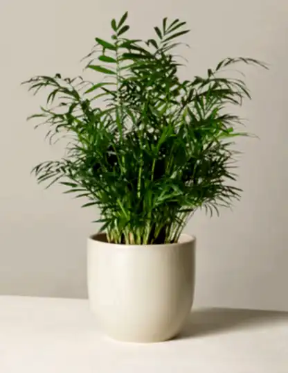 Parlor Palm
