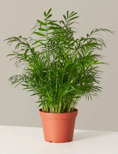 Parlor Palm