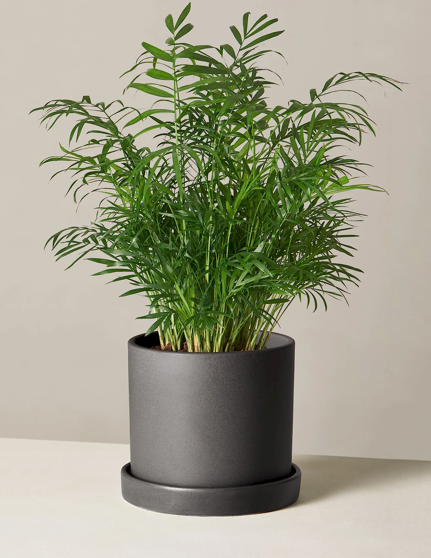 Parlor Palm