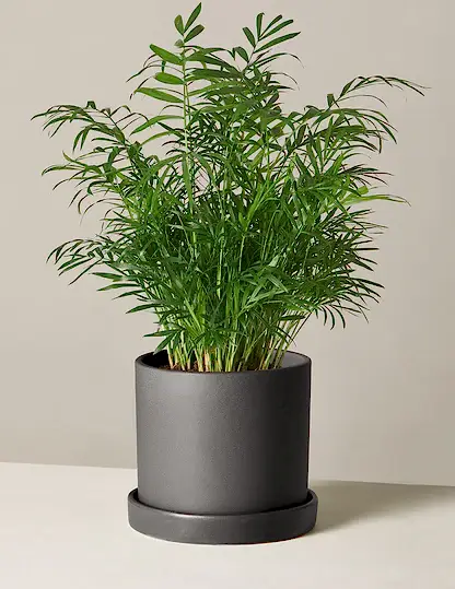 Parlor Palm