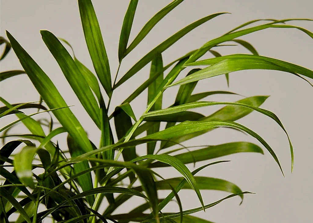 Parlor Palm