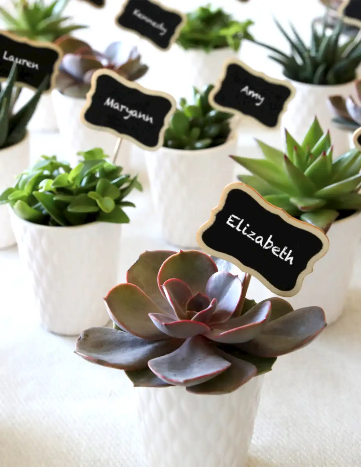 Succulent Party Pack, Set of 20