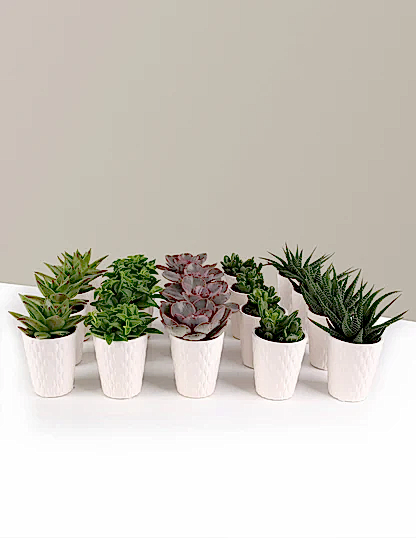Succulent Party Pack, Set of 20