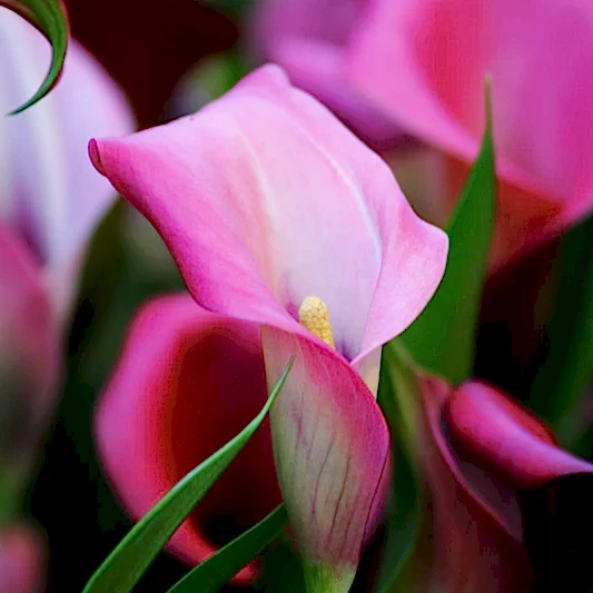 Pasja Calla Lily Bulbs