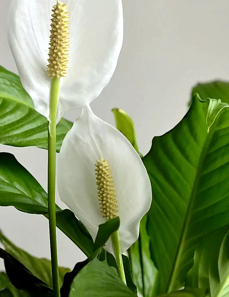 Peace Lily
