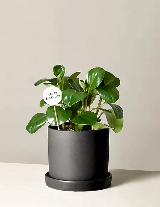 Happy Birthday Peperomia Green