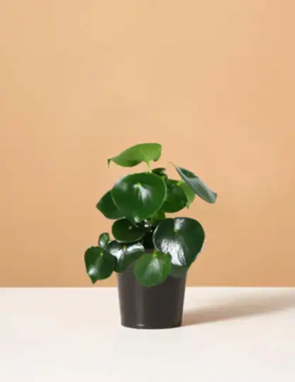 Peperomia Raindrop