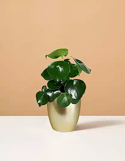 Peperomia Raindrop