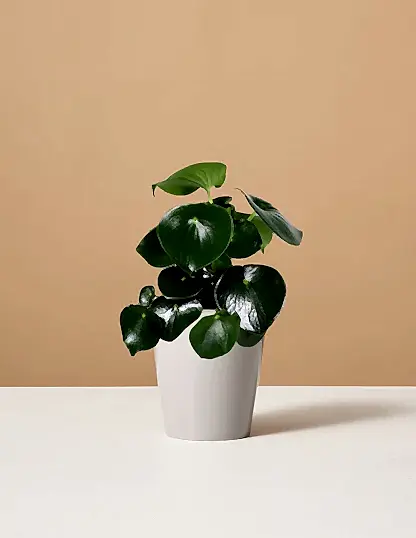 Peperomia Raindrop