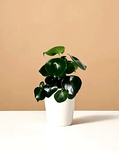 Peperomia Raindrop