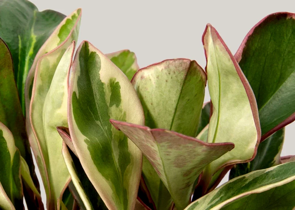 Peperomia Ginny