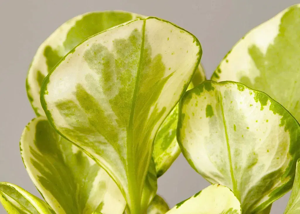 Peperomia Marble