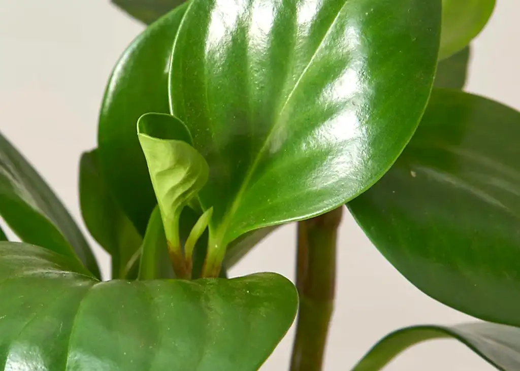 Peperomia Obtusifolia