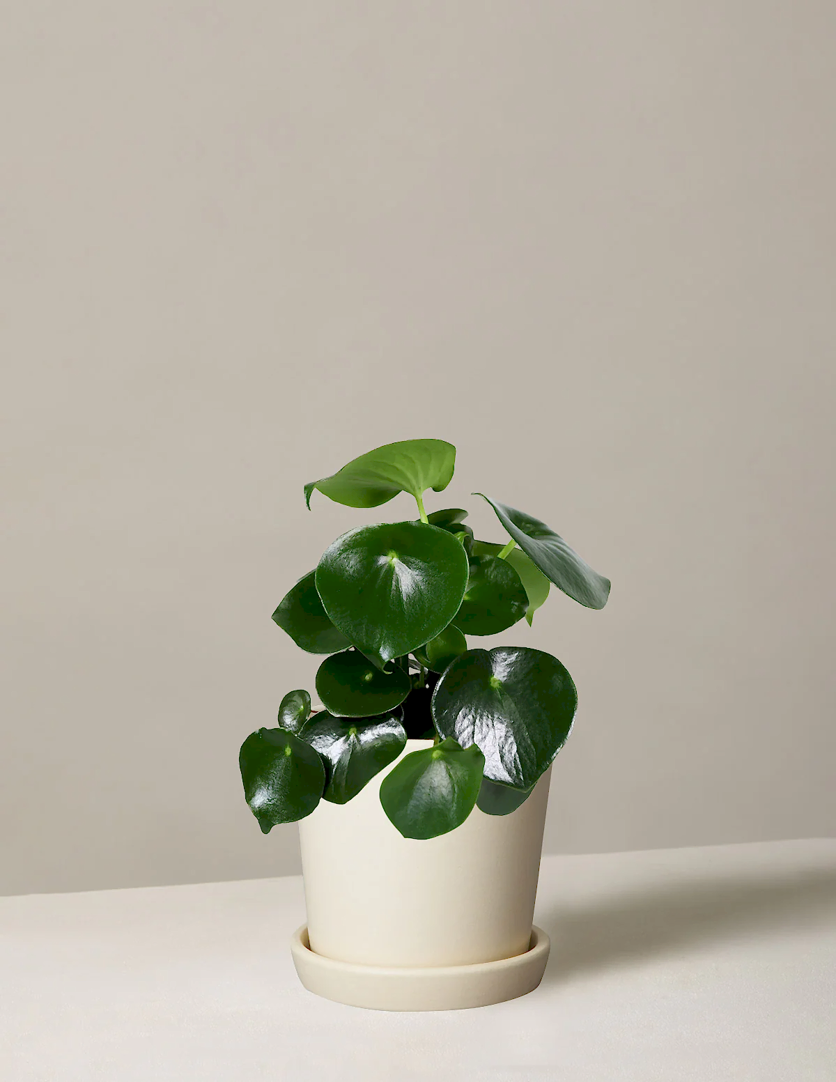 Peperomia Raindrop