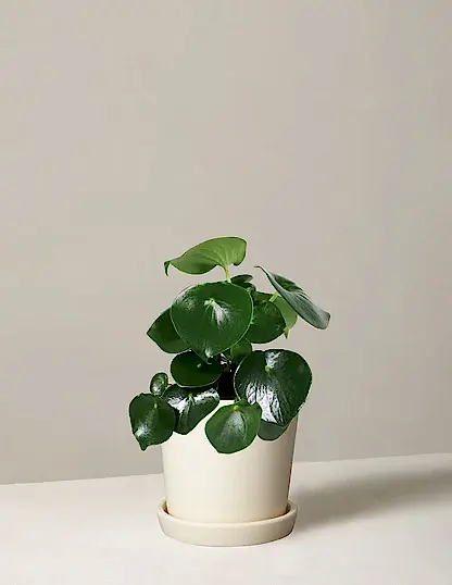 Peperomia Raindrop
