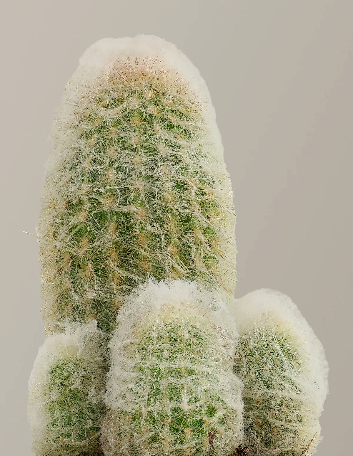 Old Man Cactus