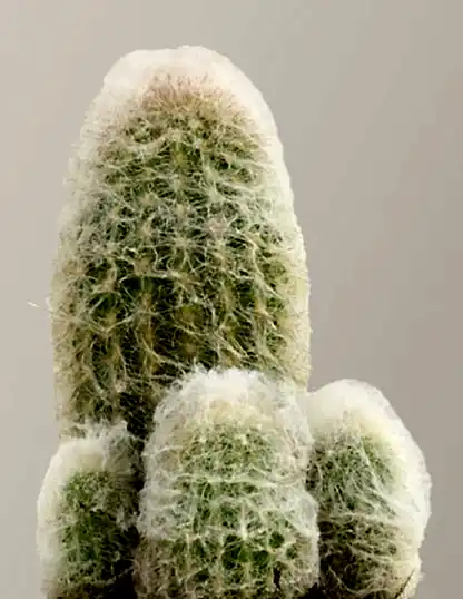 Old Man Cactus