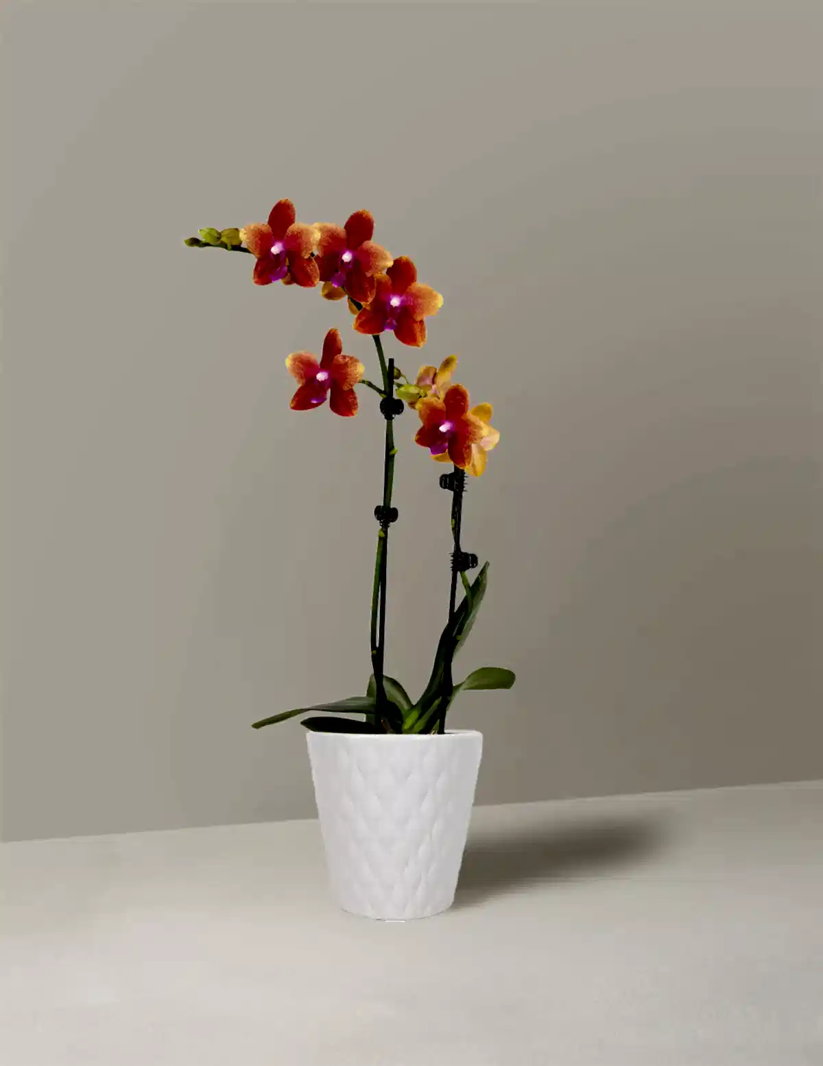 Petite Sunset Orchid