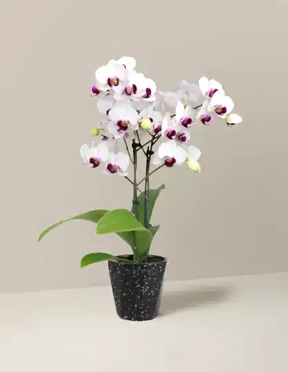 Petite White Orchid