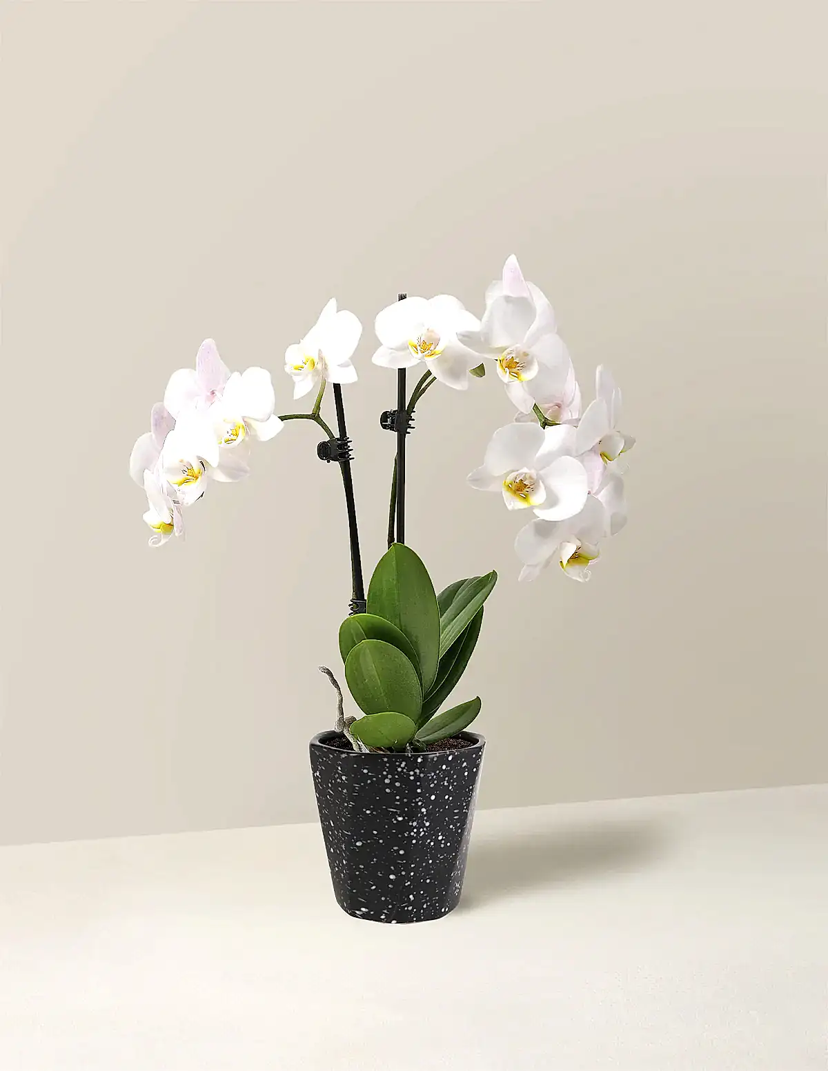 Petite White Orchid with Yellow