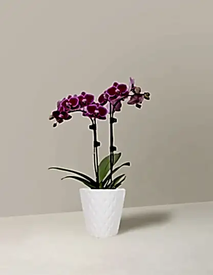 Petite Purple Orchid