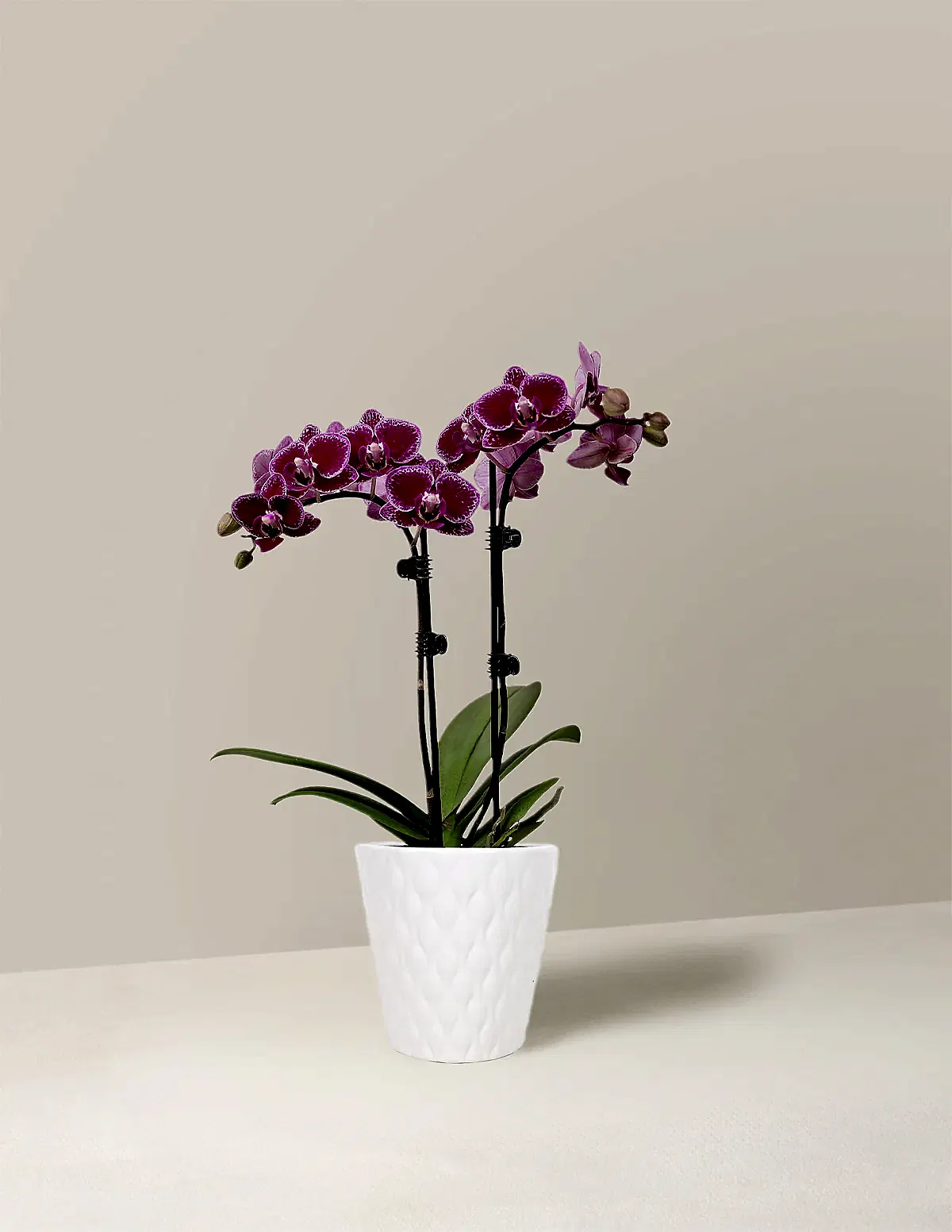 Petite Purple Orchid