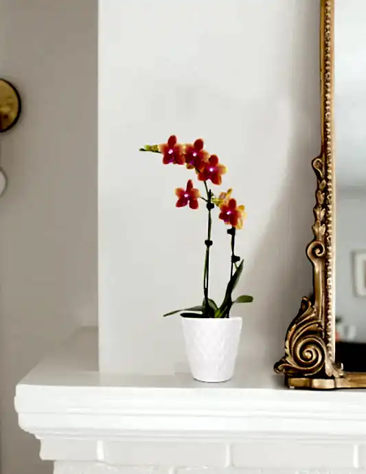 Petite Sunset Orchid