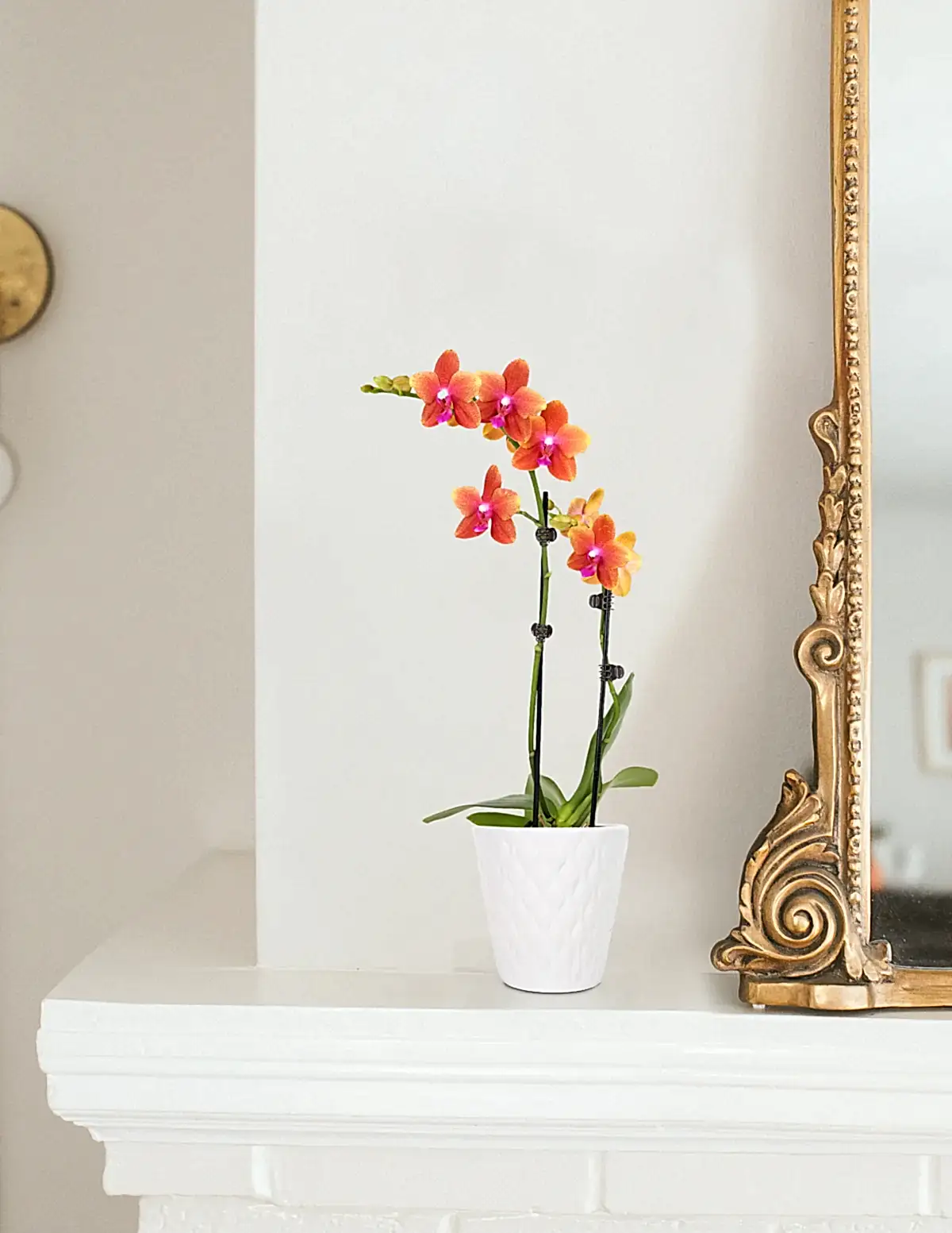 Petite Sunset Orchid