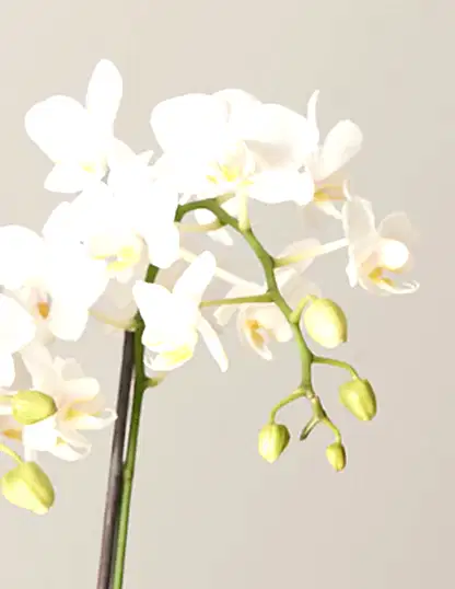 Petite White Orchid with Yellow