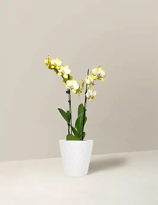 Petite Yellow Orchid