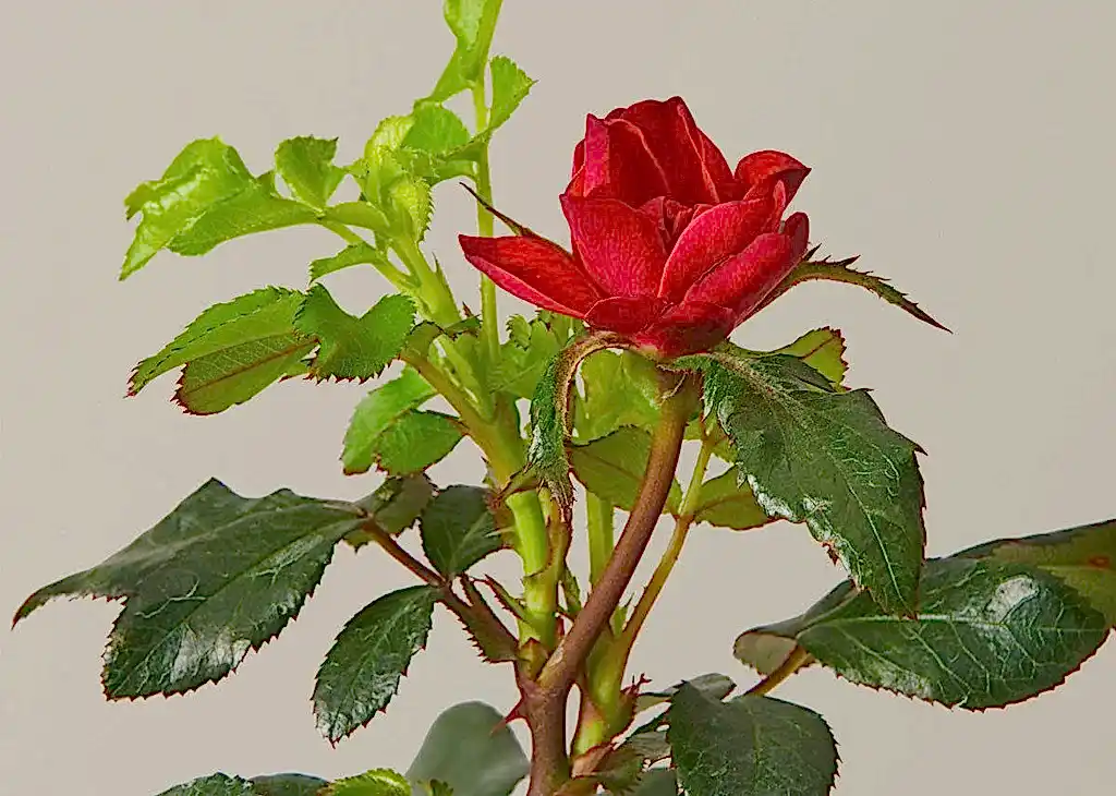 Petite Knock Out Rose®