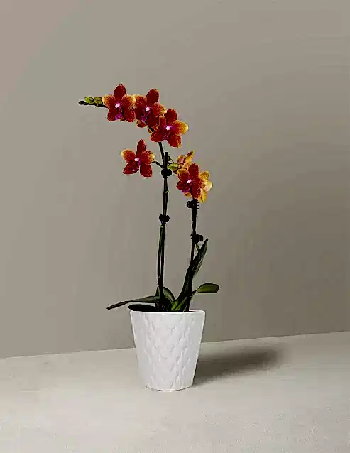 Petite Sunset Orchid