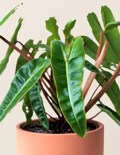 Philodendron Billietiae