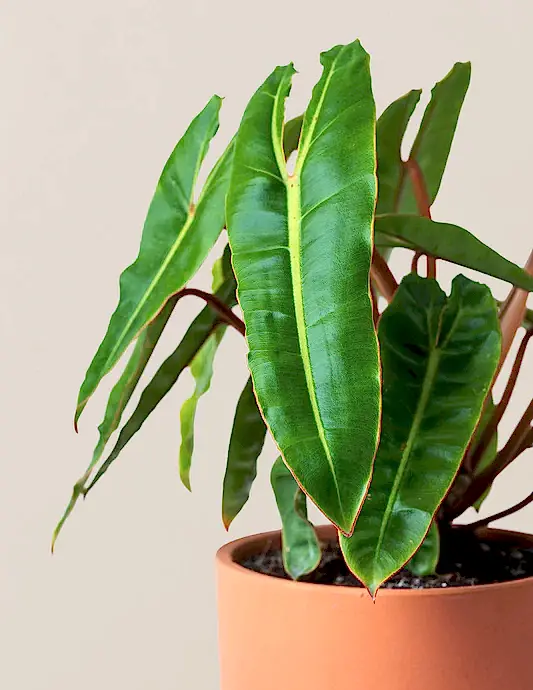 Philodendron Billietiae