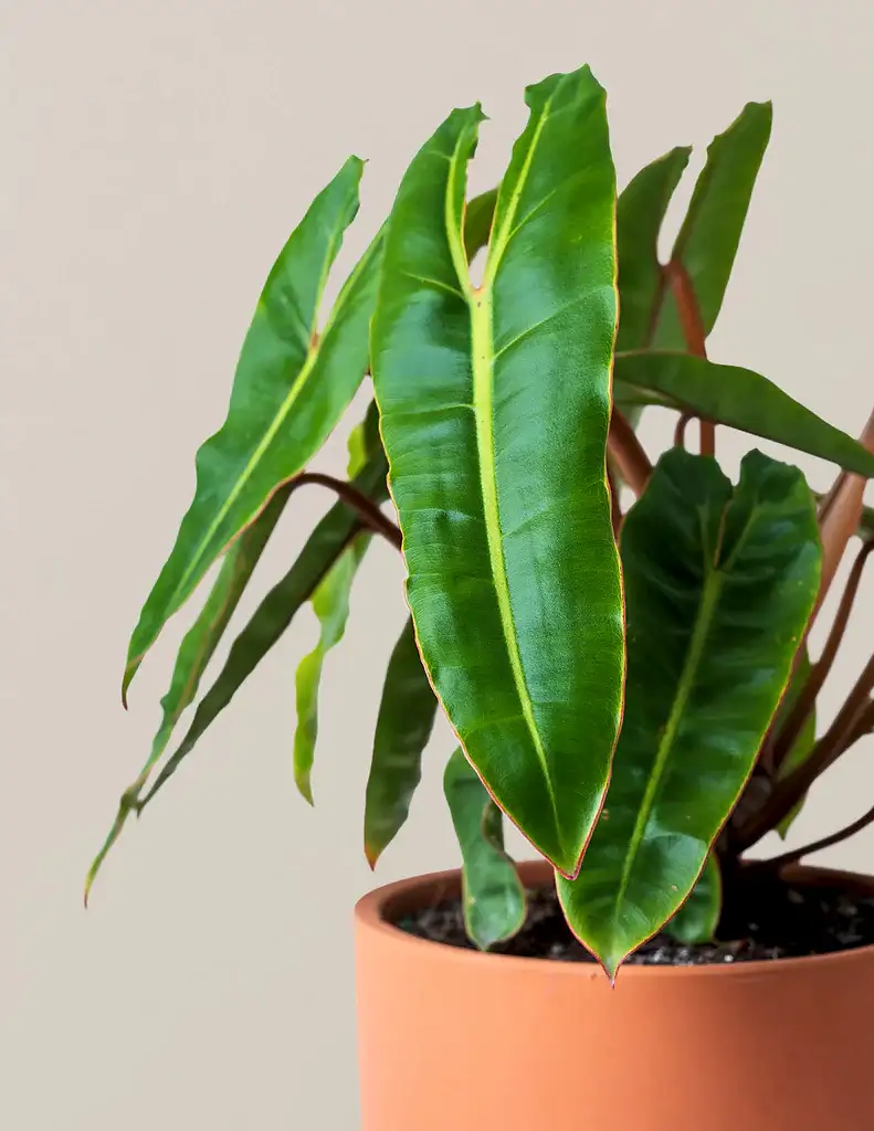 Philodendron Billietiae