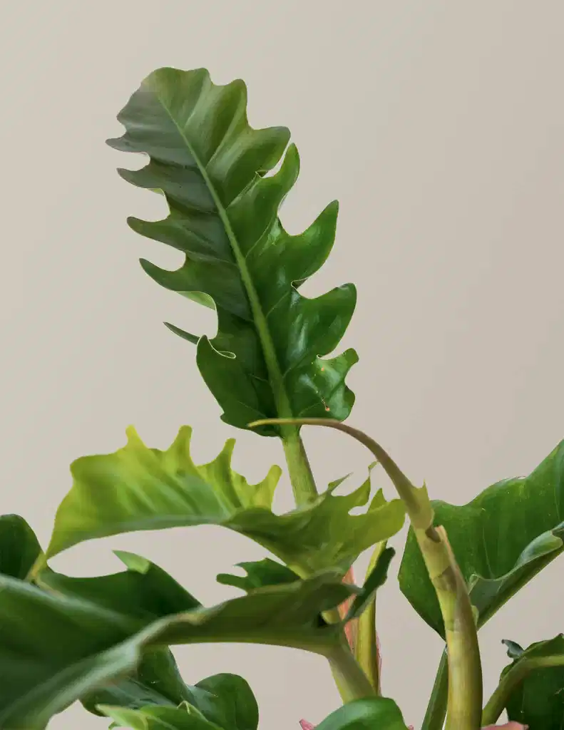 Philodendron Narrow