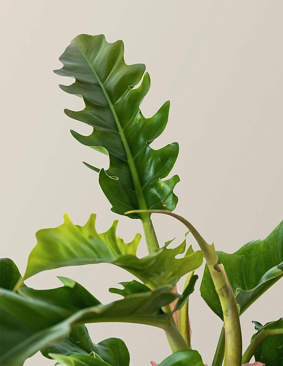 Philodendron Narrow