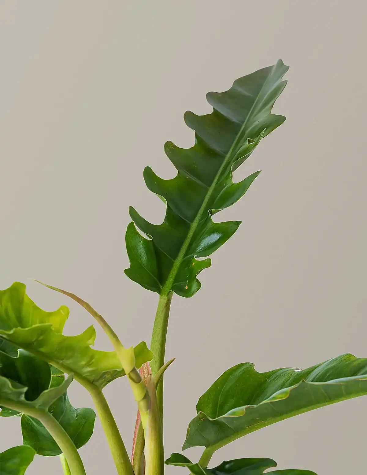 Philodendron Narrow