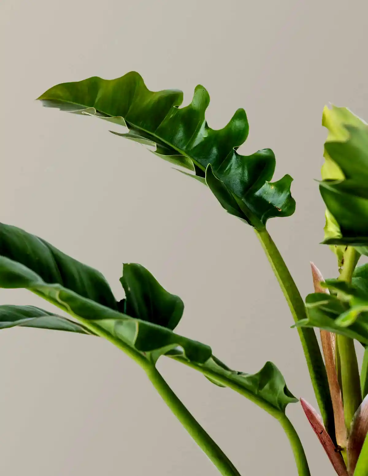 Philodendron Narrow