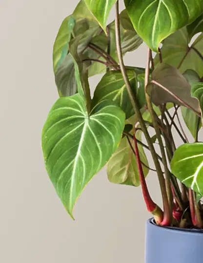 Philodendron Gloriosum