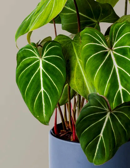 Philodendron Gloriosum